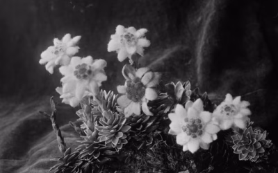 Wat is de Edelweiss-problematiek?